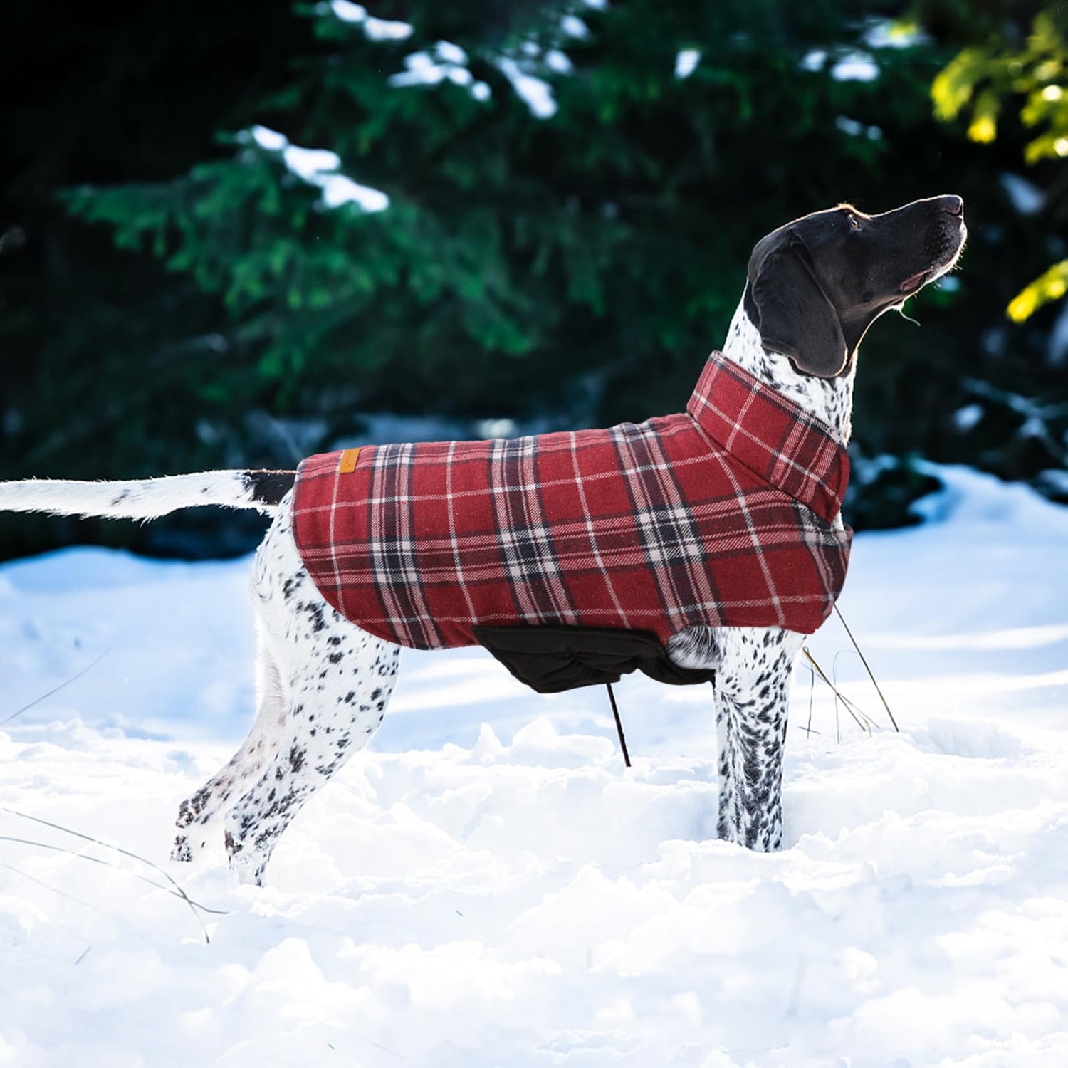 Dog Apparel