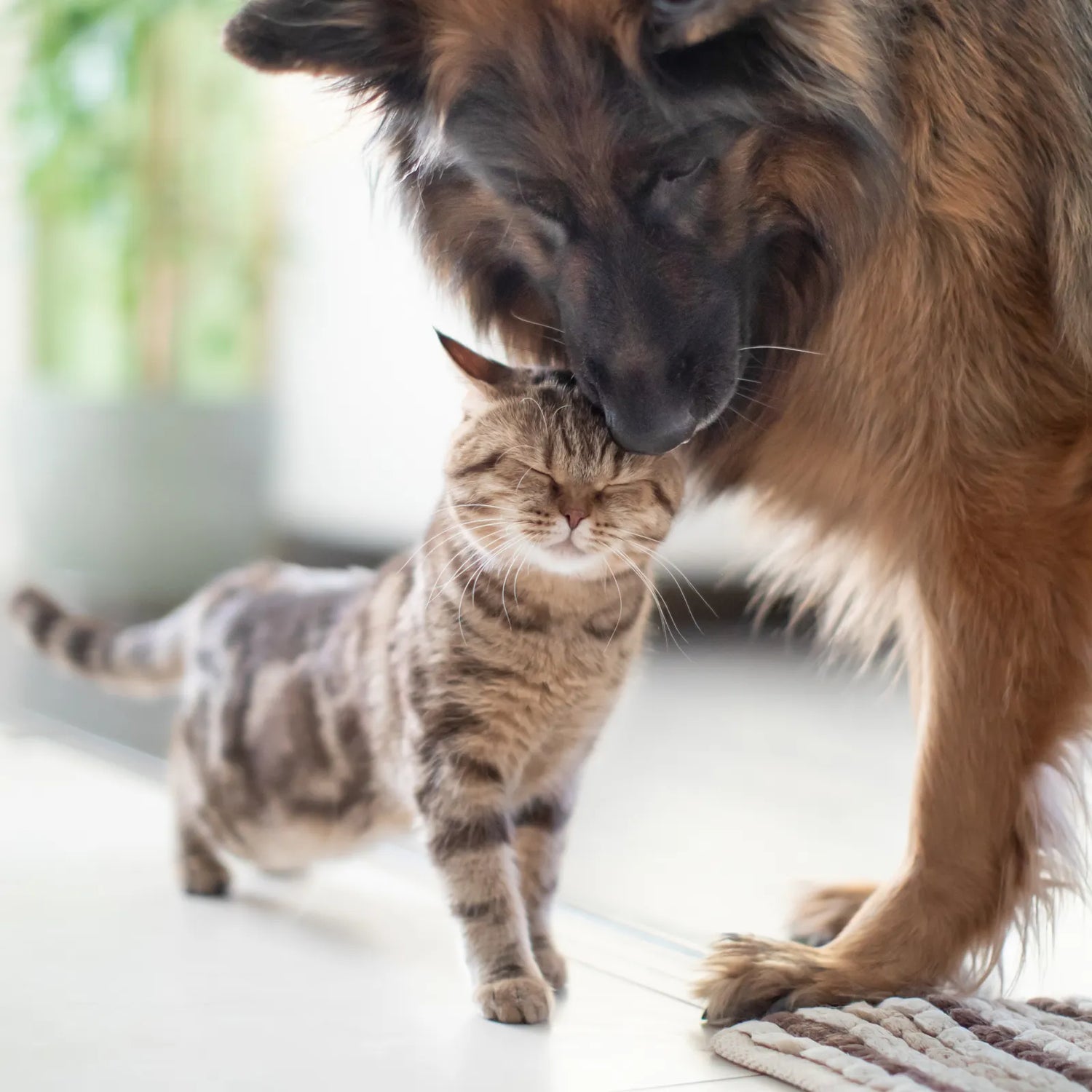 Pets